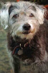 Organic Dog Treats Review Image